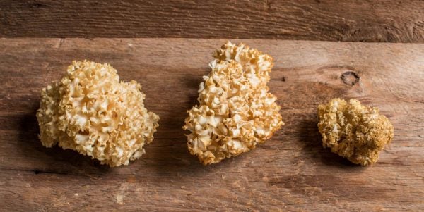 Cauliflower mushrooms or Sparassis crispa 