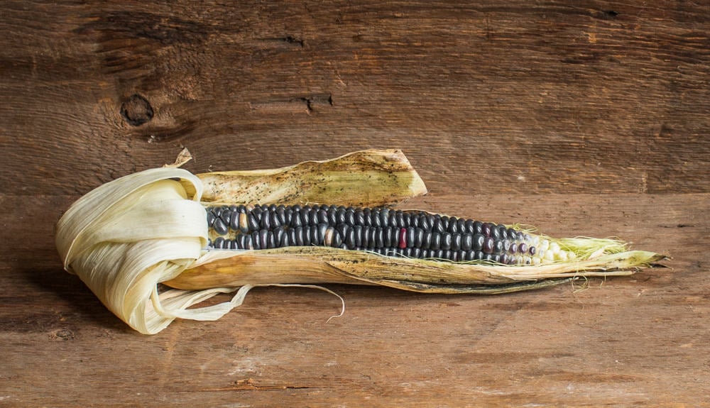 Purple hopi corn 