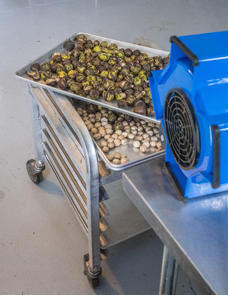 drying shagbark hickory nuts 