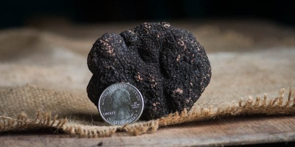 French black truffles or Tuber melanosporum 