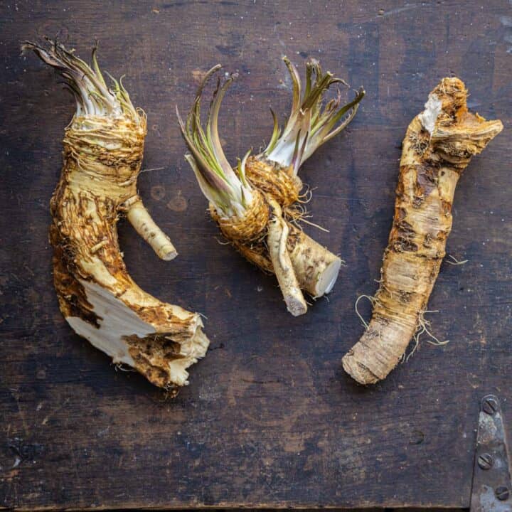 How to Harvest and Cook with Horseradish Roots