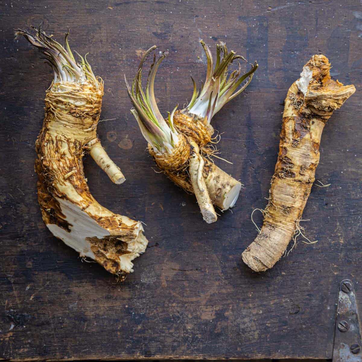 How To Harvest And Cook With Horseradish Roots How To Harvest And Cook With Horseradish Roots