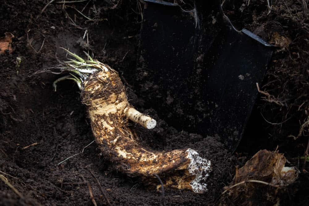 Fresh dug horseradish 