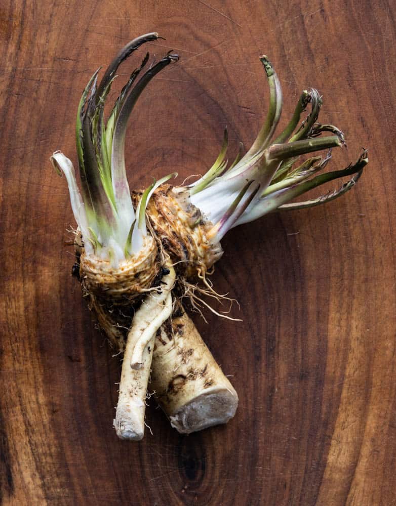 Horseradish root with edible shoots 