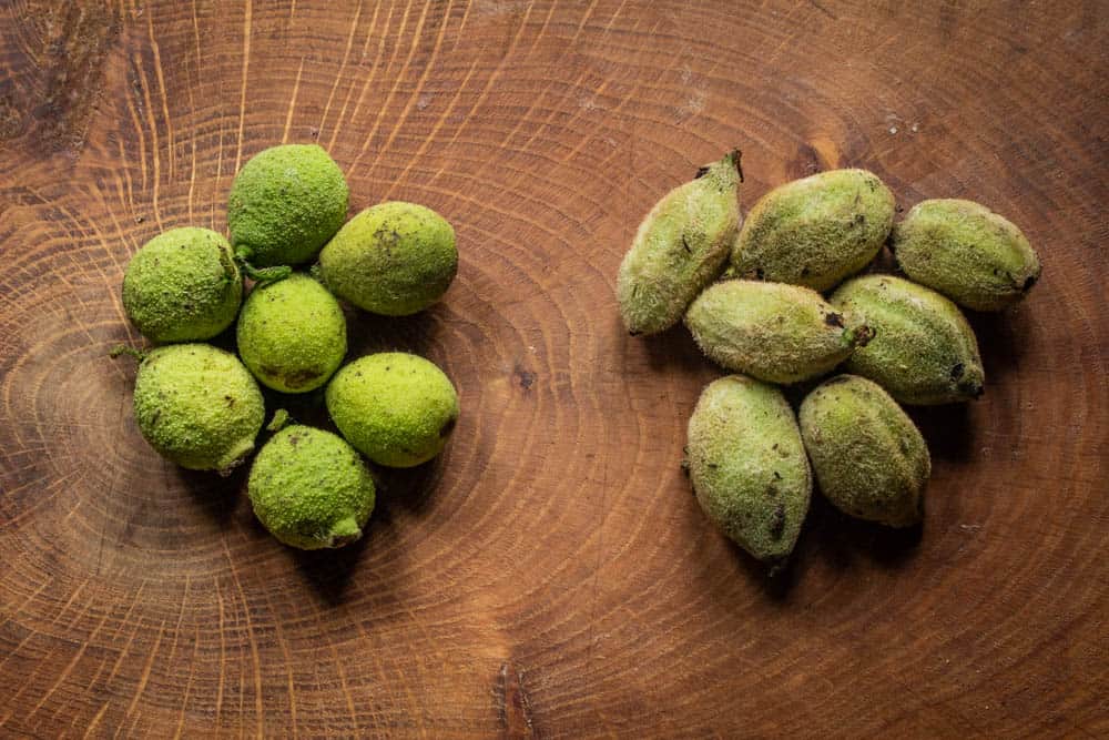 Green Black Walnuts and Butternuts (1)