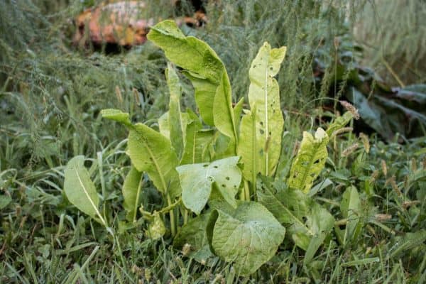 Edible horseradish leaves
