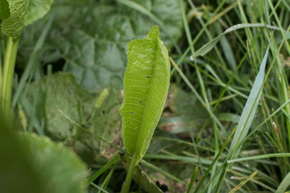 edible horseradish greens 