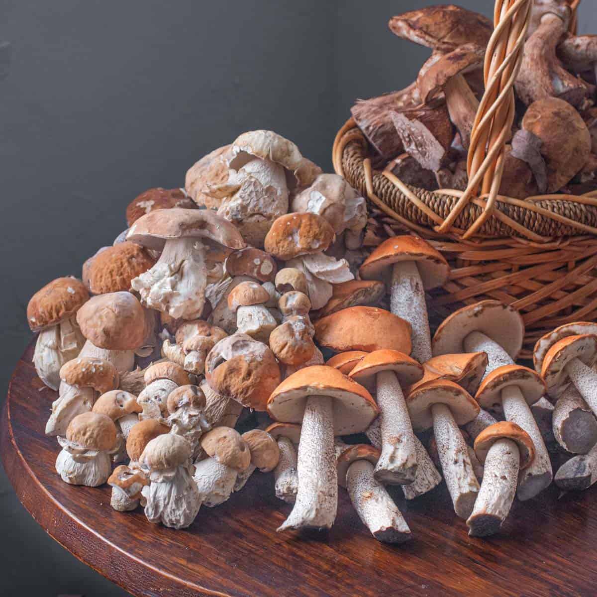 Leccinum and porcini wild mushrooms from Minnesota