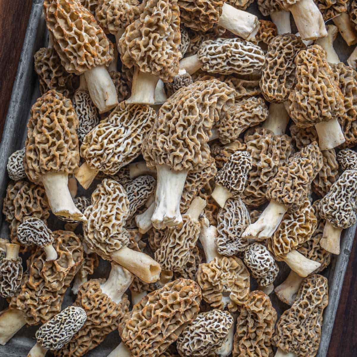 Morel Mushrooms Identification Varieties Harvesting And Cooking morel-mushrooms-identification-varieties-harvesting-and-cooking