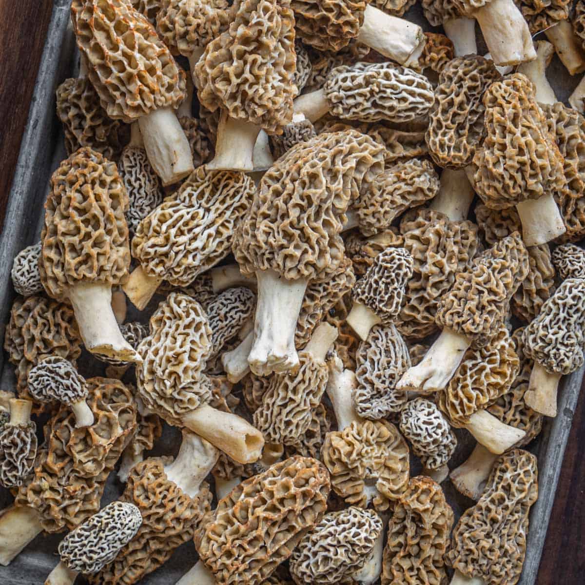 Morel mushrooms from Minnesota 