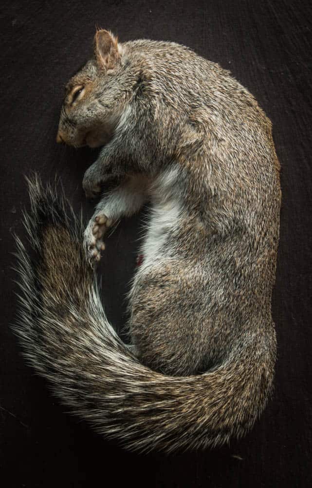 Grey squirrel for cooking 