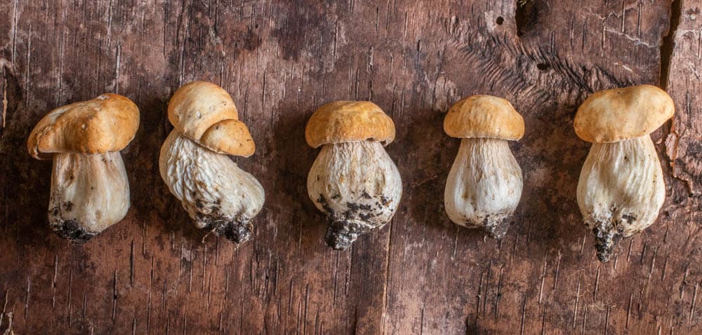 Porcini wild mushroom buttons from Minnesota 