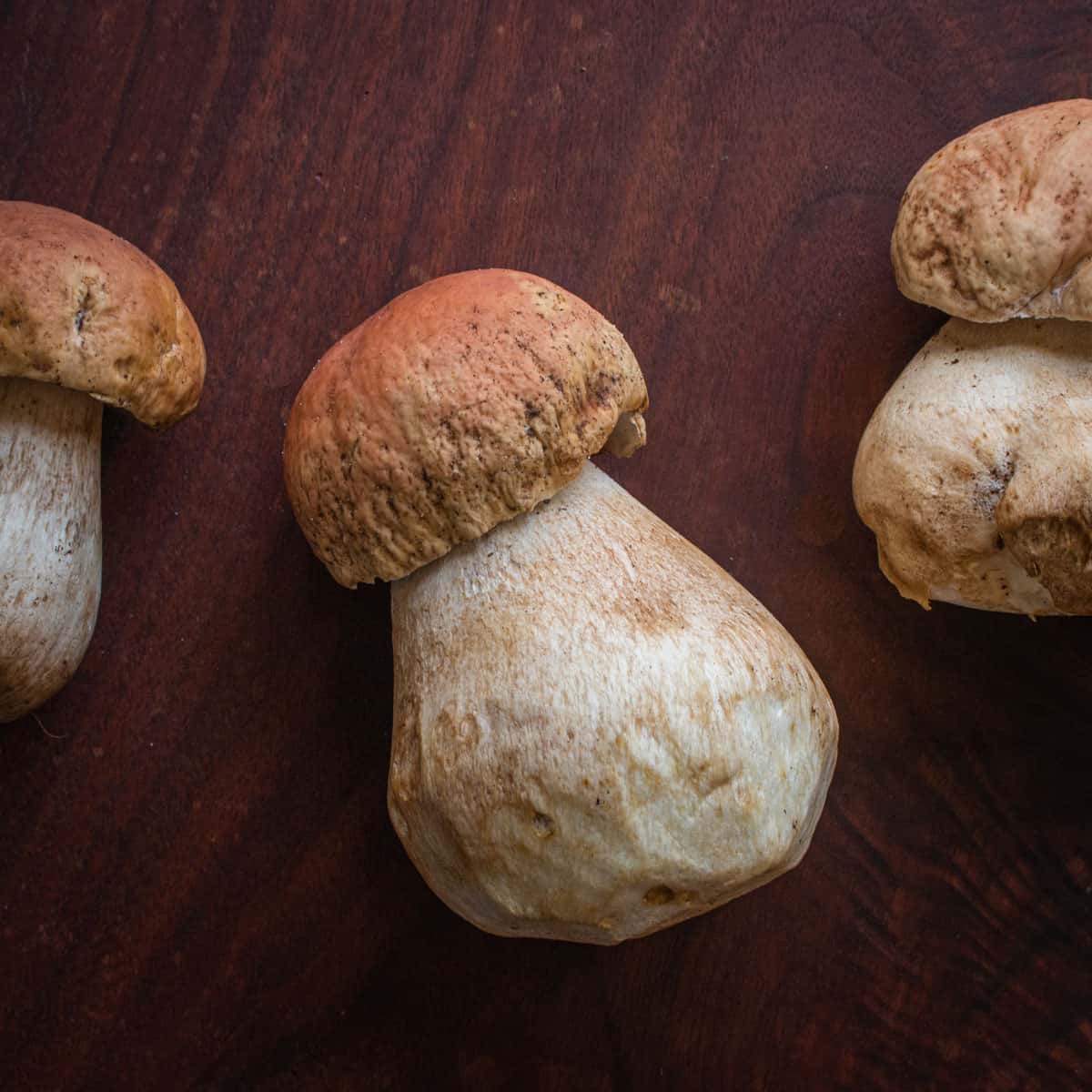 Oregon porcini