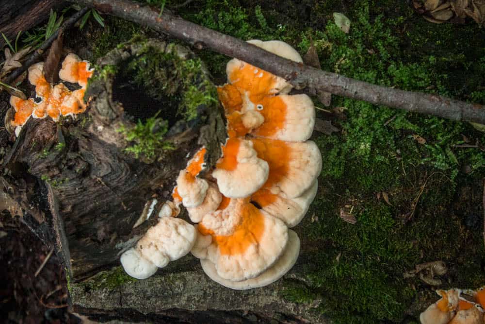 White pored chicken of the woods Laetiporus cincinnatus 