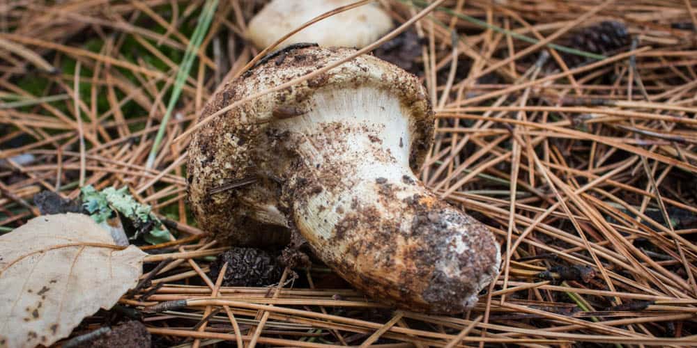 Matsutake mushrooms from Minnesota