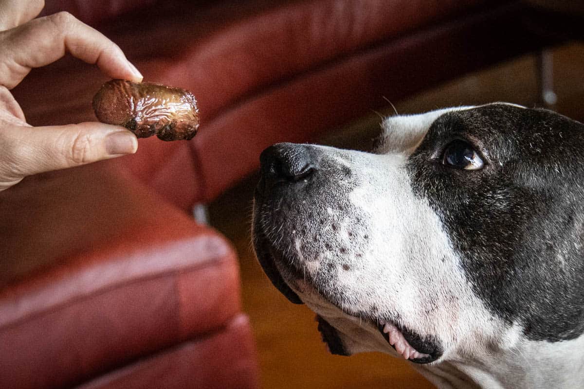 Rescue pitbull eating smoked venison kidneys for a treat