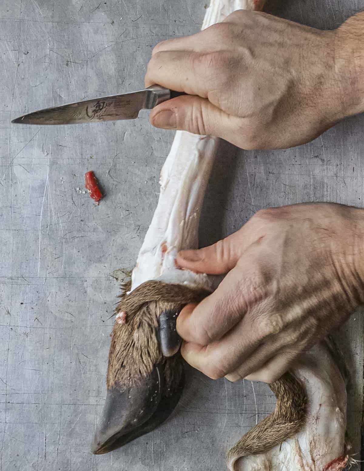 Trimming and peeling the fur from venison legs. 