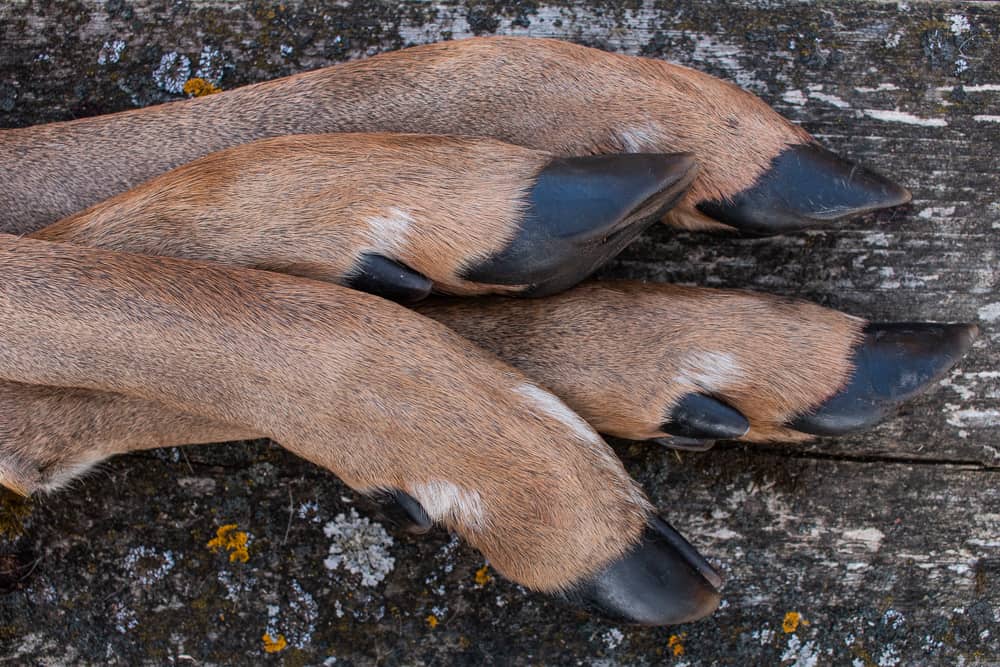 Venison feet or trotters for cooking
