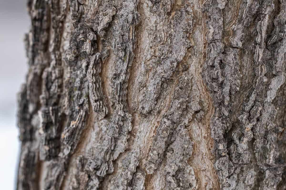 A close up image of Hackberry Celtis occidentalis bark.