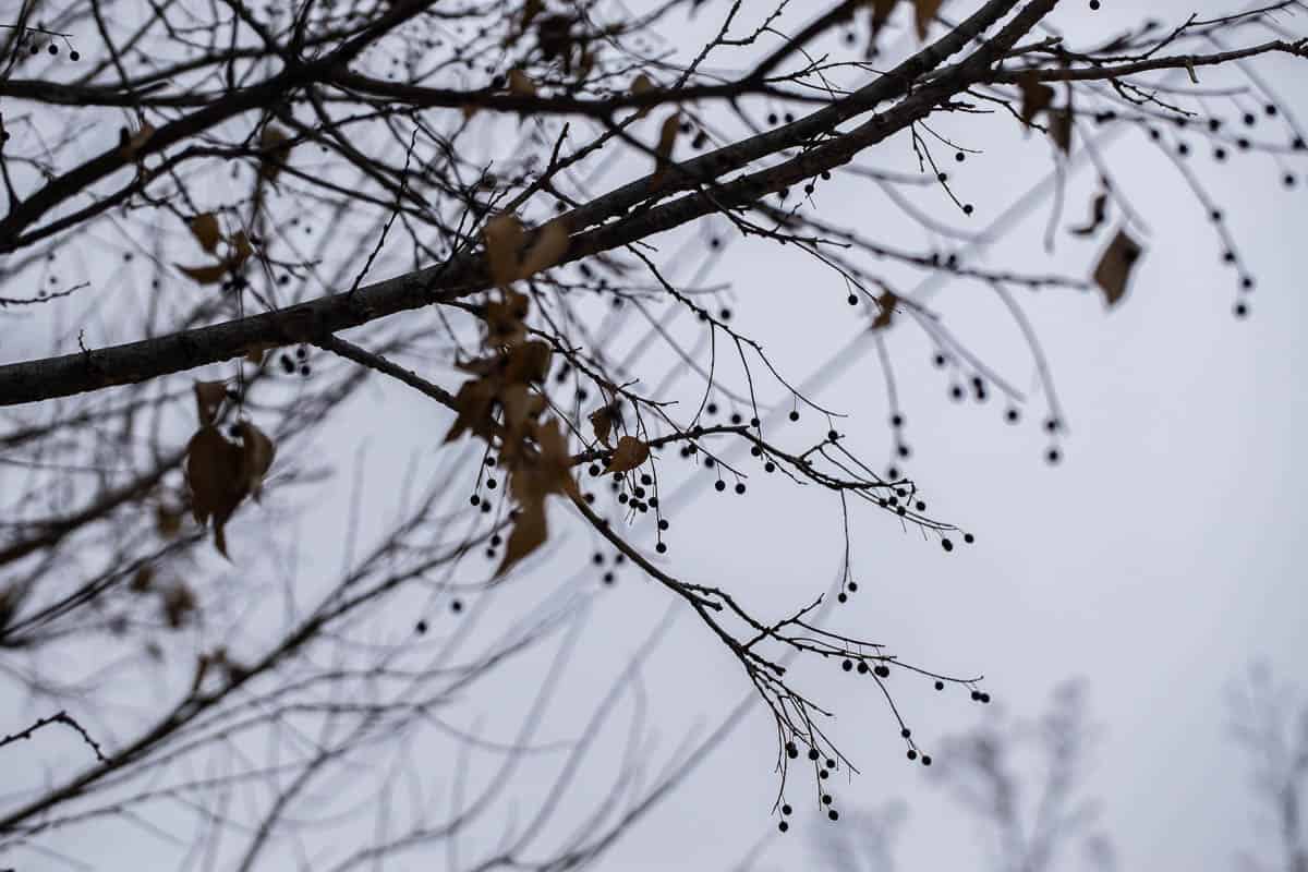 Hackberry fruit in the winter