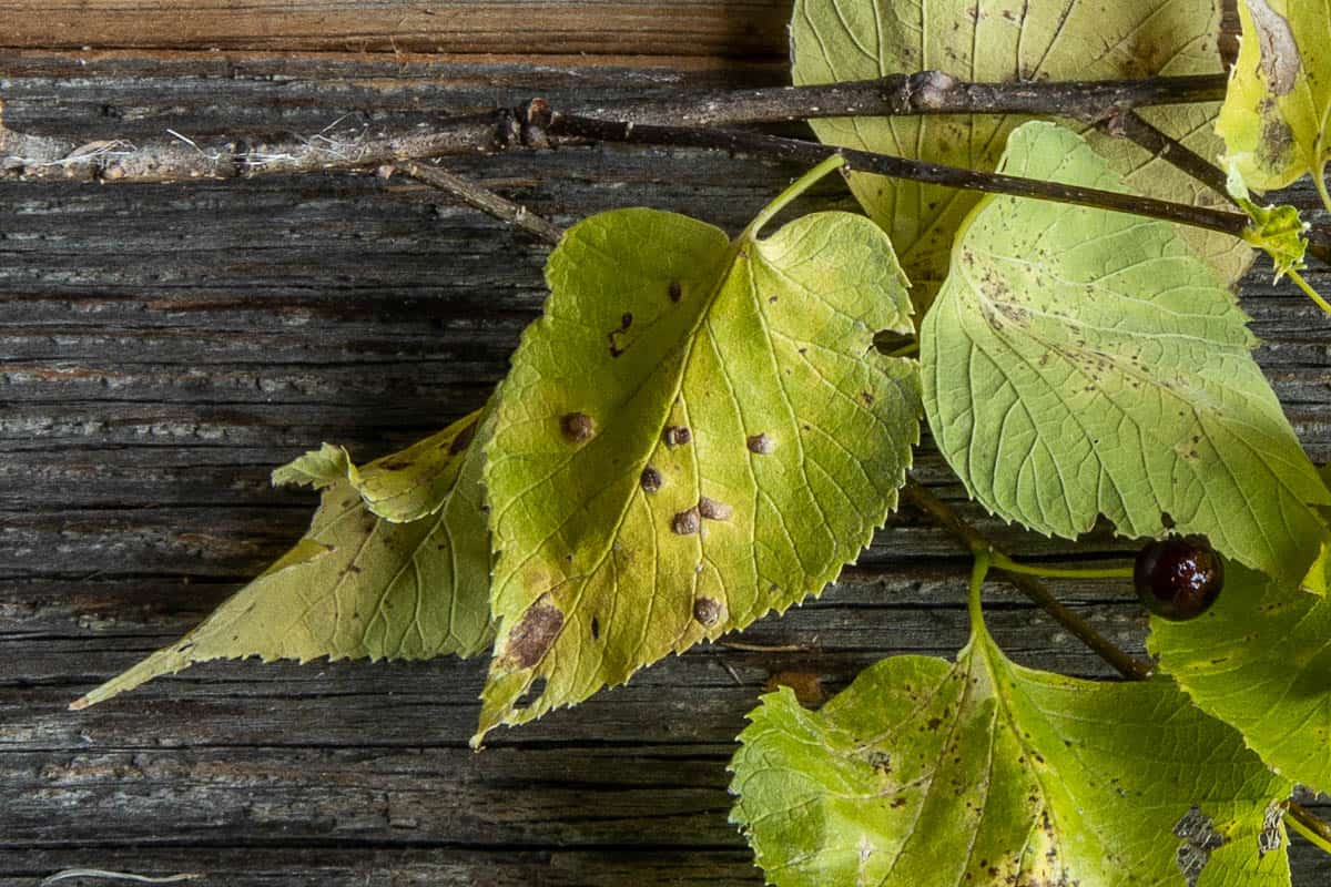 Close up image of hackberry leaves and branches with fruit. 