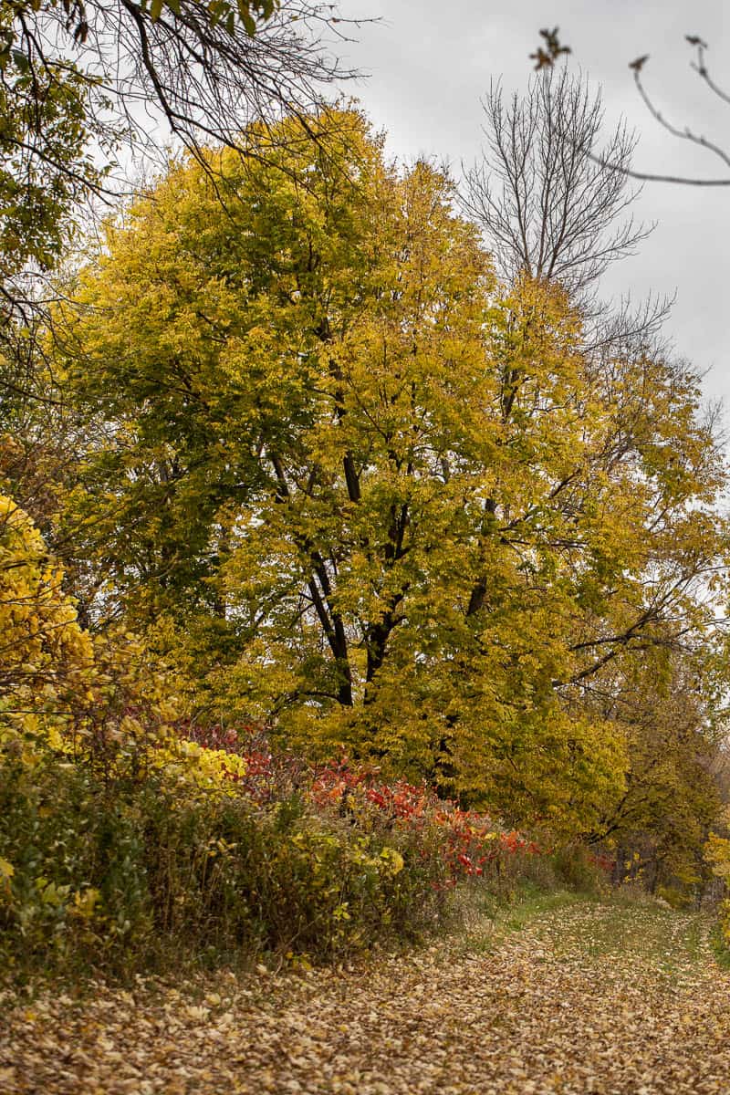 Mature Hackberry tree or Celtis occidentalis