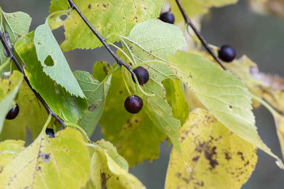 Hackberry branch with fruit and leaves Celtis occidentalis