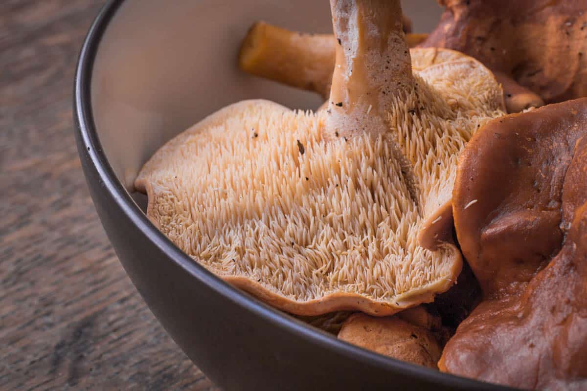 Hedgehog mushrooms or Hydnum repandum 