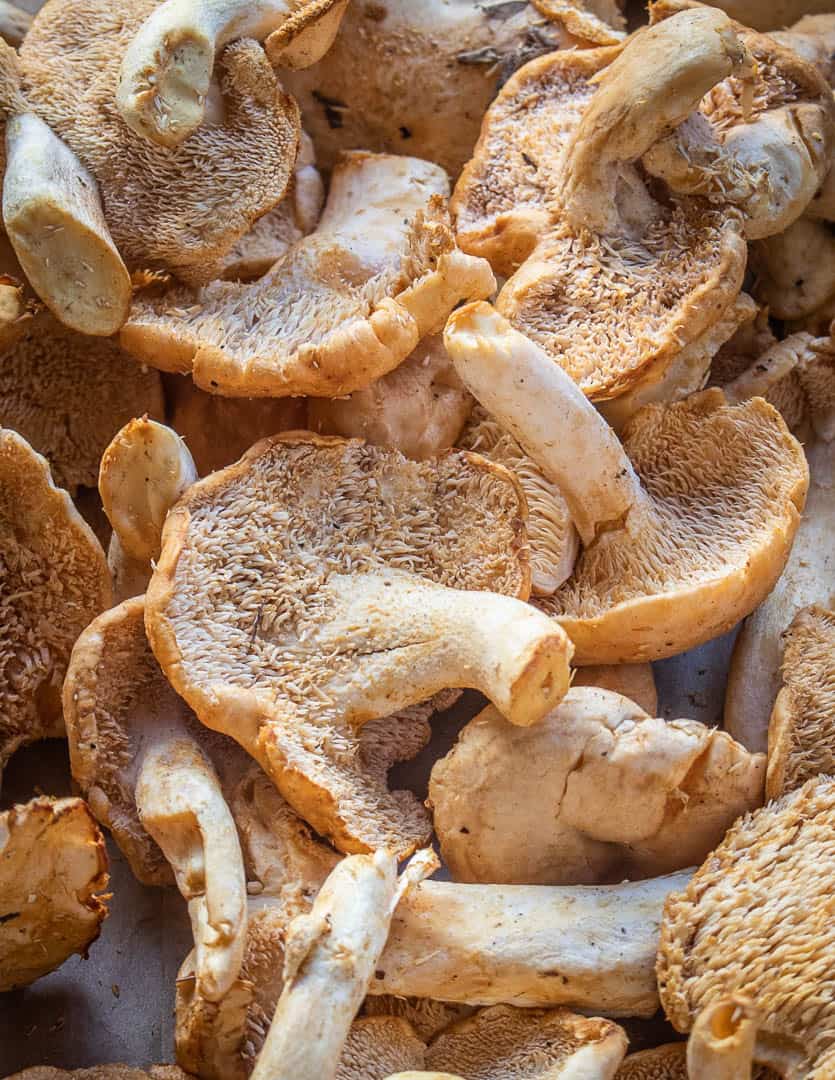 Hedgehog mushrooms or Hydnum umbillicatum 