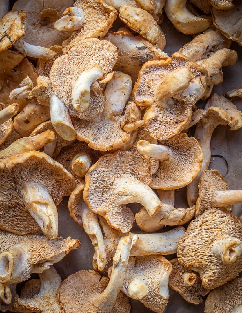 Hedgehog mushrooms or Hydnum umbillicatum