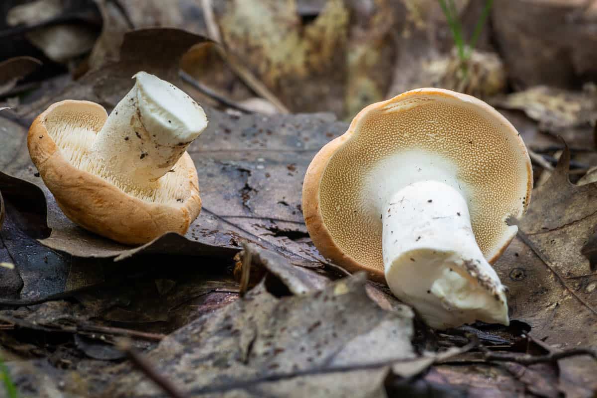 Hedgehog mushrooms or Hydnum repandum