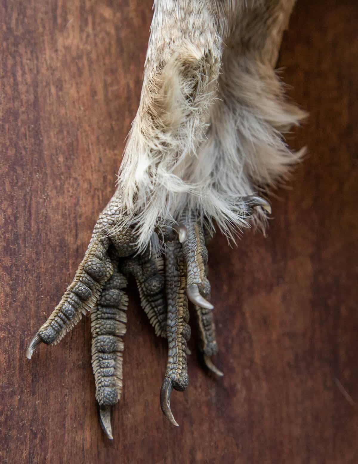 roadkill grouse foot on black walnut 