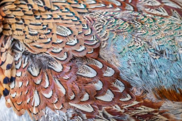 Roadkill pheasant feathers