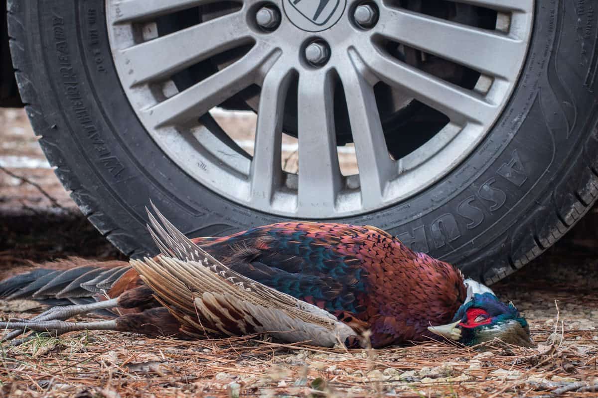 dead roadkill pheasant by a car tire