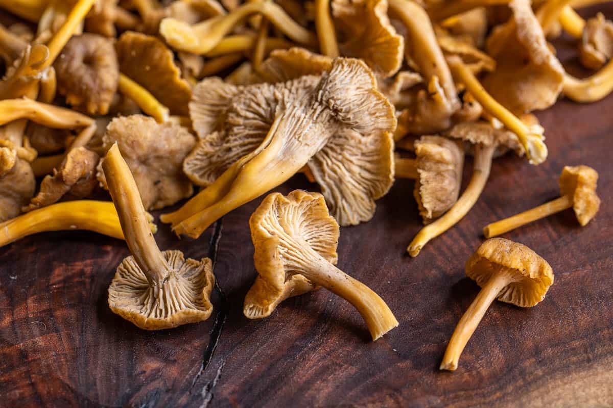 Yellowfoot chanterelles or Craterellus tubaeformis