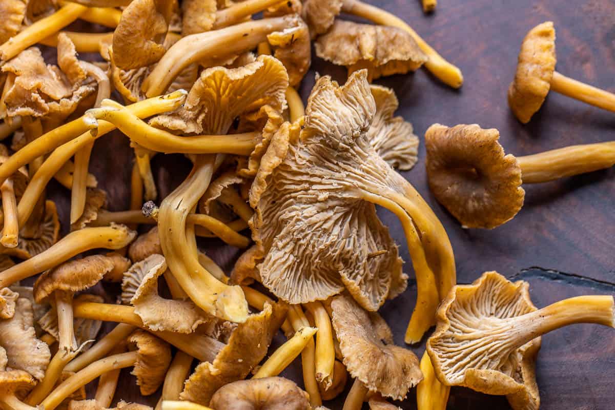 Yellowfoot chanterelles