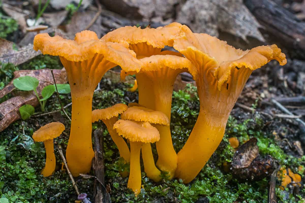Yellowfoot chanterelles or cantharellus ignicolor from Minnesota