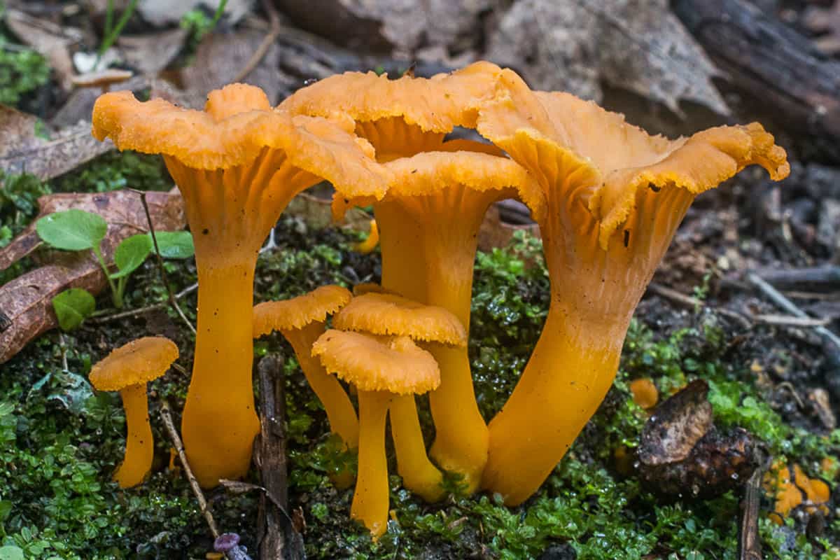 yellowfoot chanterelles from minnesota 