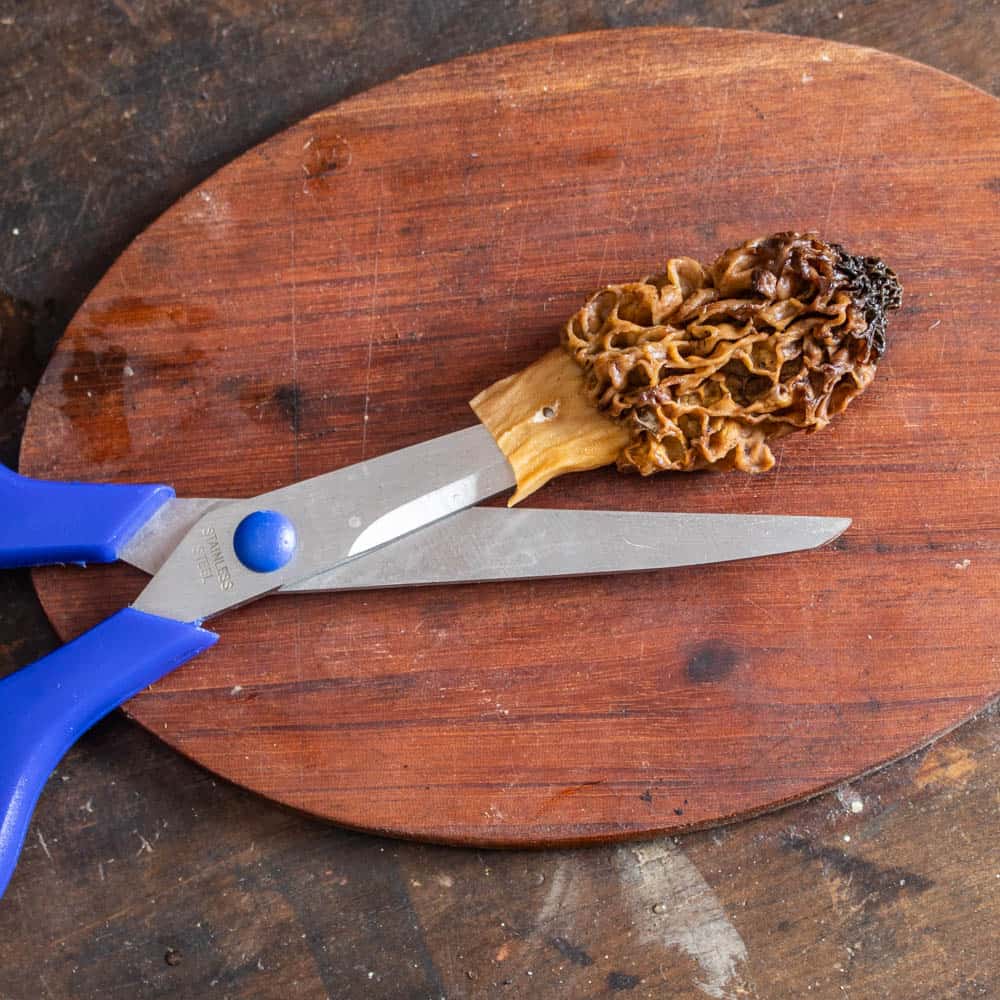 Cutting morel mushrooms with a scissors. 