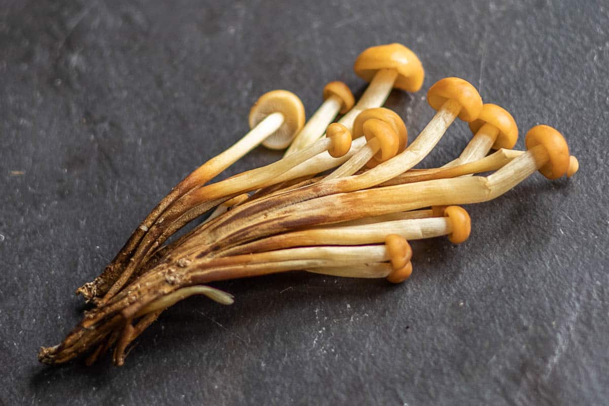 Wild enoki mushroom clones or Flammulina velutipes 