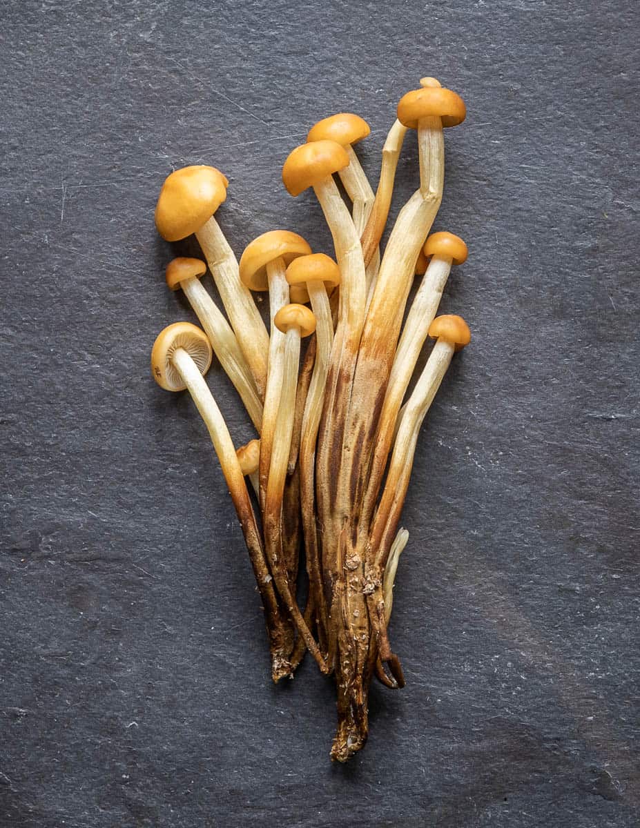 Wild enoki mushroom clones or Flammulina velutipes