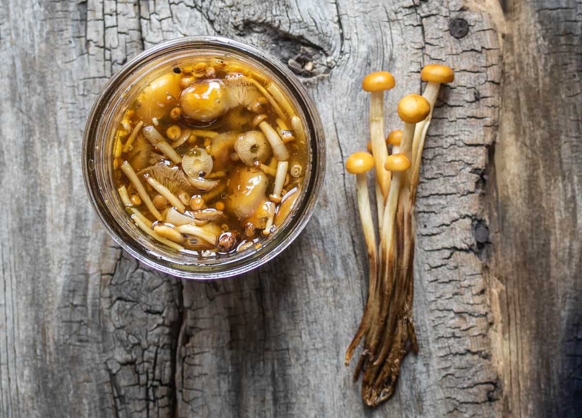 Enoki or Flammulina velutipes mushrooms pickled in fish sauce (2)