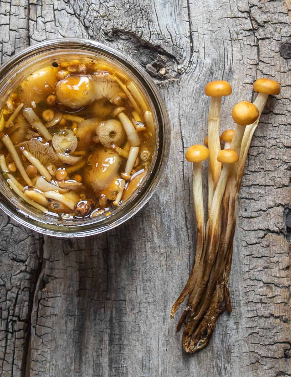 Enoki or Flammulina velutipes mushrooms pickled in fish sauce (2)