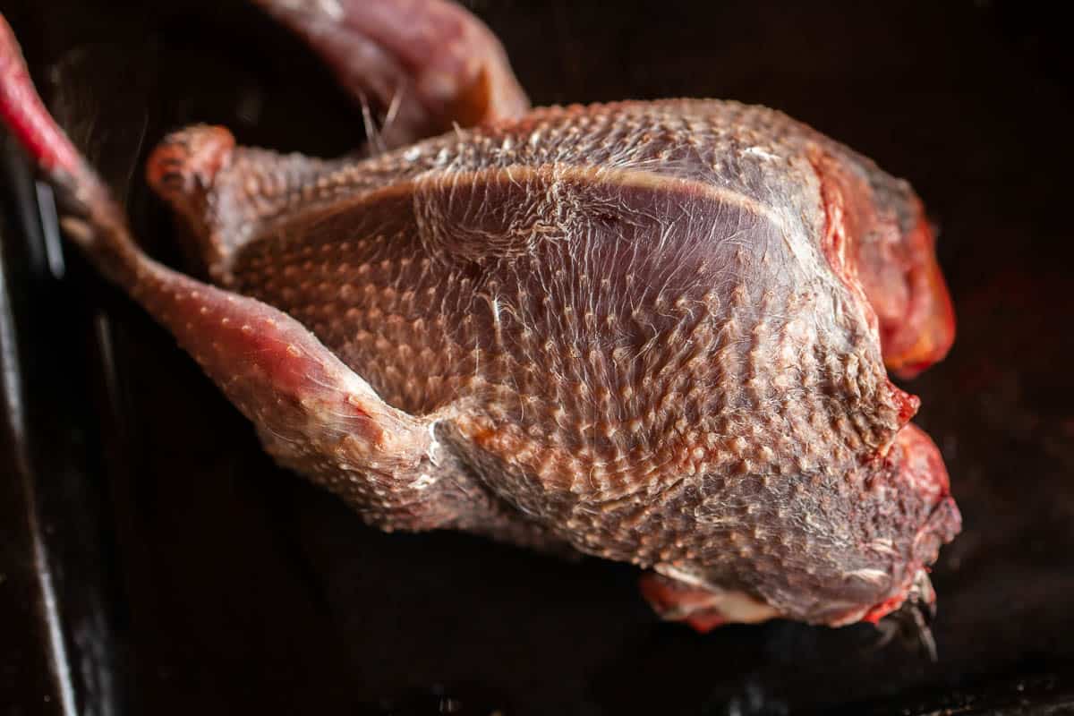 Plucking a pigeon or squab