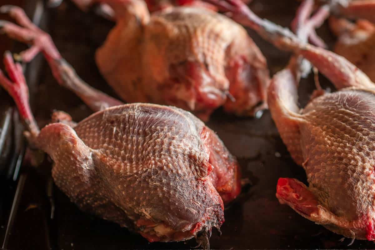 Plucked pigeon or squab