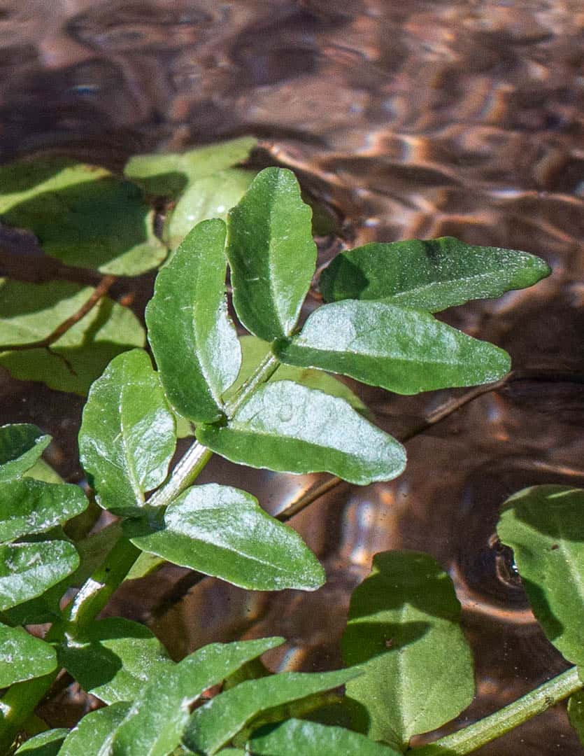 Watercress leaves