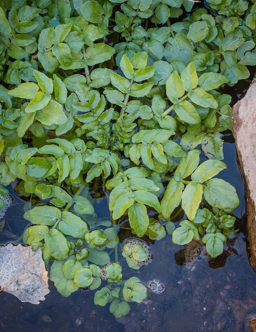 Watercress in Arizona