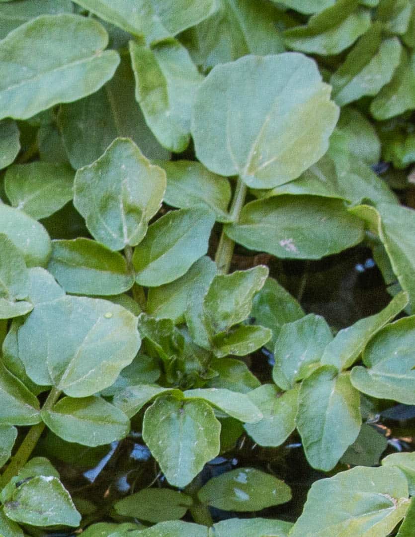 Watercress leaves