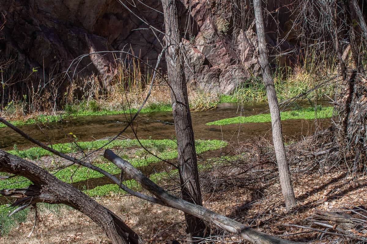 watercress in arizona 