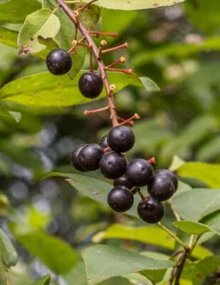 Wild black cherries, Prunus serotina 